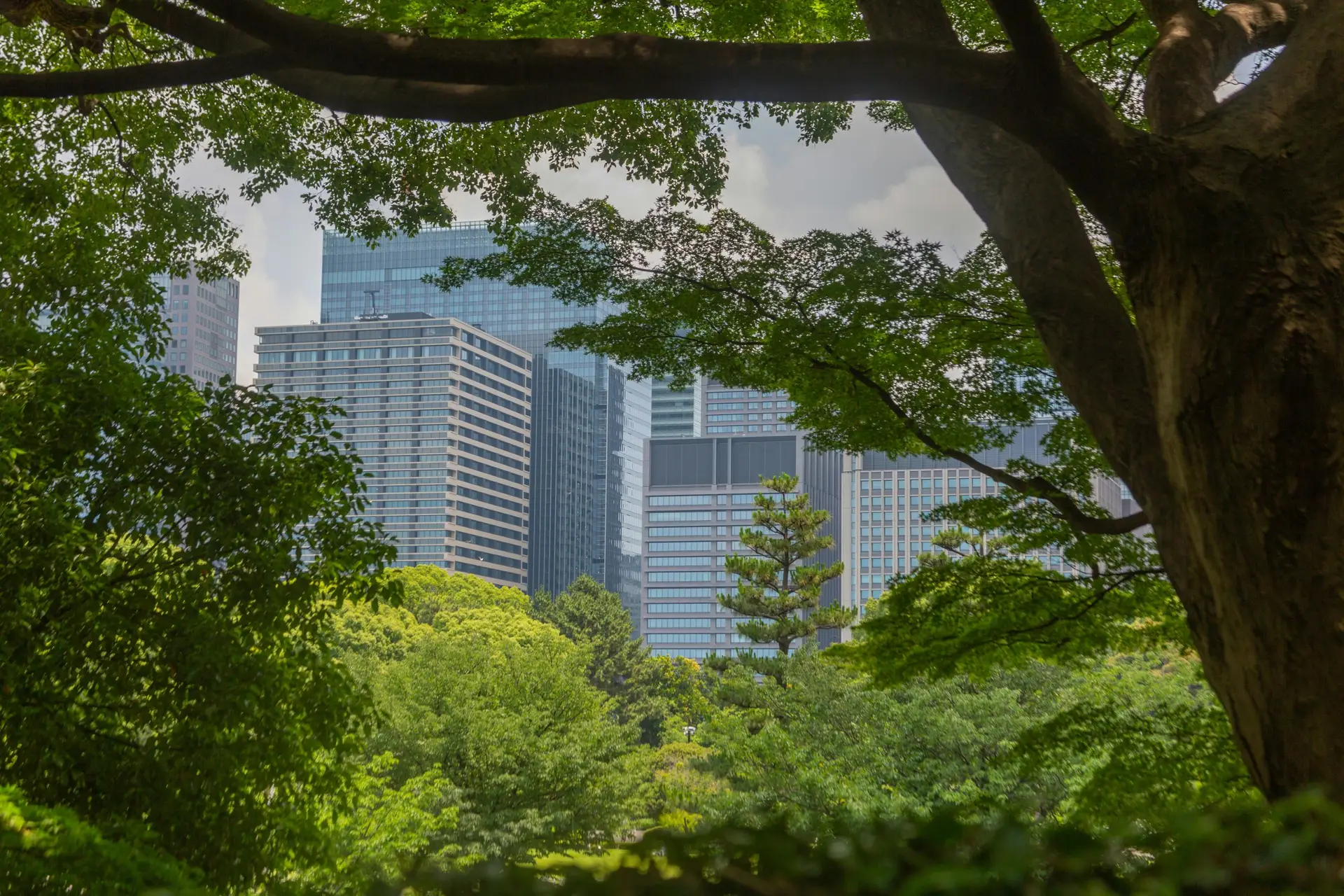 City buildings framed by a mature tree canopy
